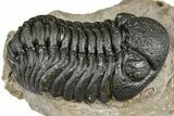 Detailed Phacopid (Morocops) Trilobite - Foum Zguid, Morocco #363153-1